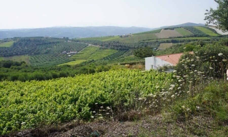 Crete: Full-Day Cretan Wines, Olive Oil, Raki and Food Tour - Who this tour is for (and who should think twice)