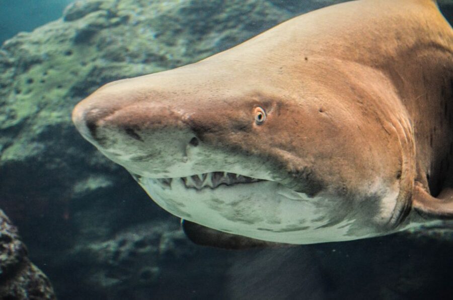 Crete: Heraklion Center, Local Market and Creta Aquarium - Cretaquarium First: skip-the-line and the animals that matter