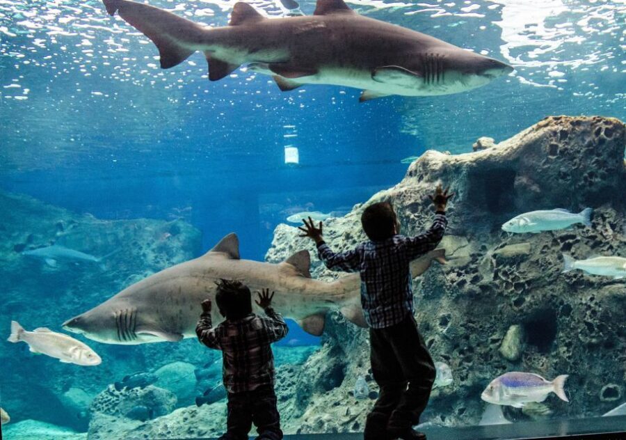 Crete: Heraklion Center, Local Market and Creta Aquarium - Guide quality and language: what to expect when details matter