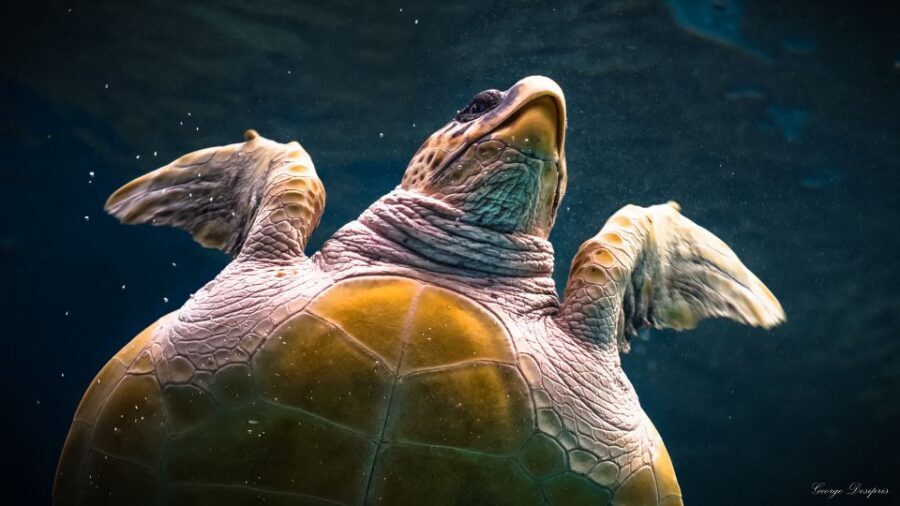 Crete: Heraklion Center, Local Market and Creta Aquarium - FAQ