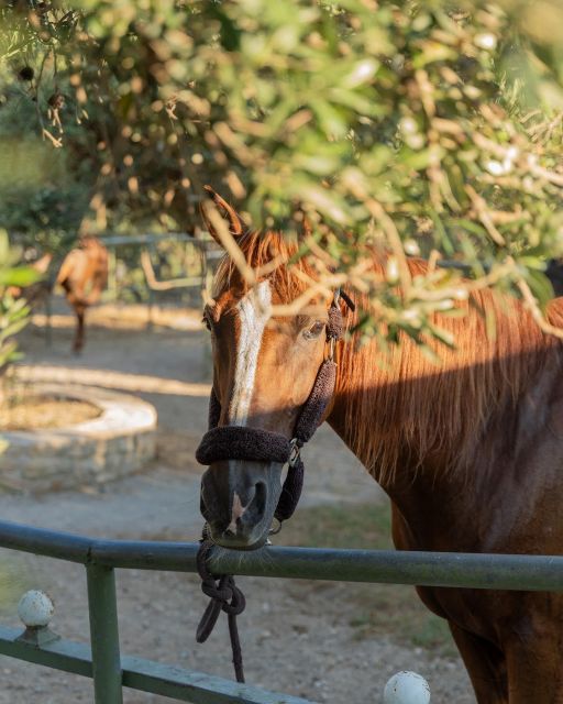 Crete Horse Riding: Cretan Countryside Ride - Key points to know before booking