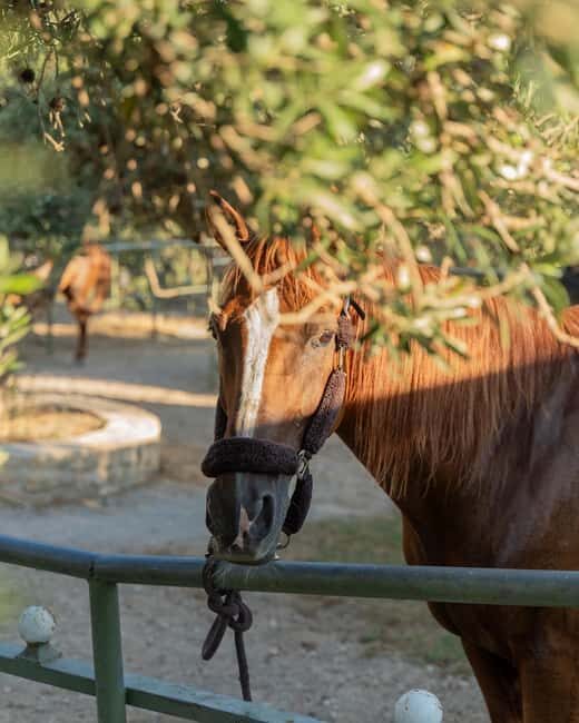 Crete Horse Riding: East Coastline Ride - Ammoudaki and Klissidi small beaches: riding where the water is close