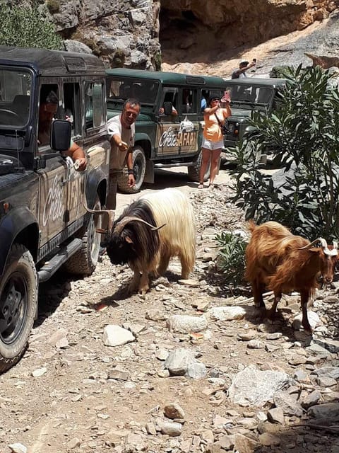 Crete: Jeep Safari Wine & Olive Oil testing Shepherd's House - Cheese-making, animals, and an old-fashioned lunch