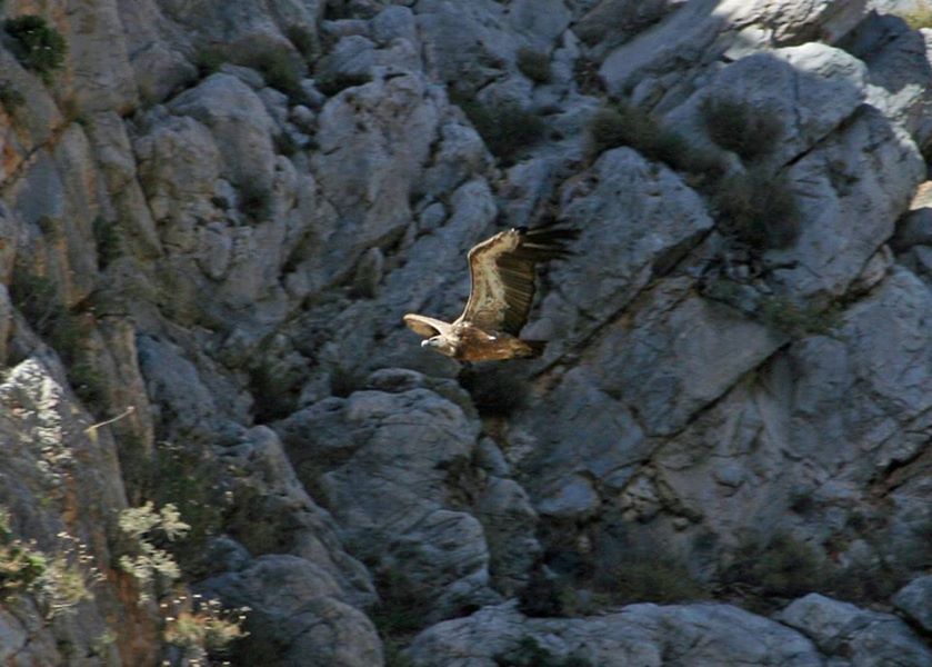 Crete: Land Rover Safari Through Katharo Plateau - Mirabello Bay and the climb toward the forest