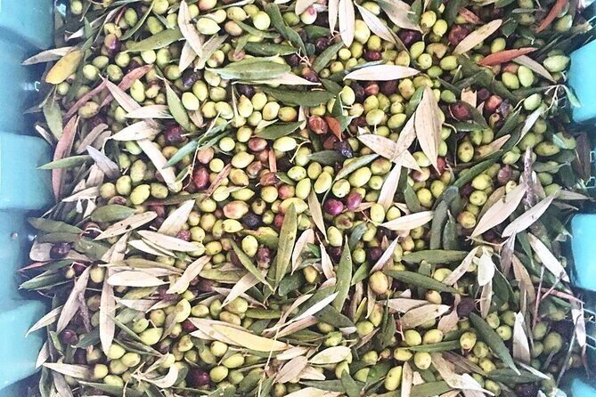 Crete: Olive Oil, Soap, Wine, Raki - Flavorful Culinary Journey - Soap workshop: olive oil becomes something you can take home
