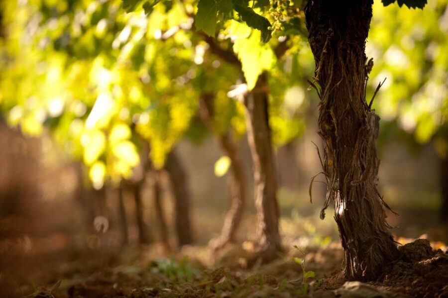 Crete: Olive, Wine, & Raki on a Flavorful Culinary Journey - Key points before you go