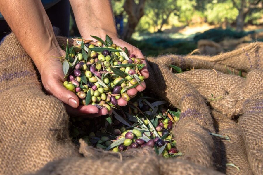 Crete: Olive, Wine, & Raki on a Flavorful Culinary Journey - Who should book this olive, wine, and raki experience