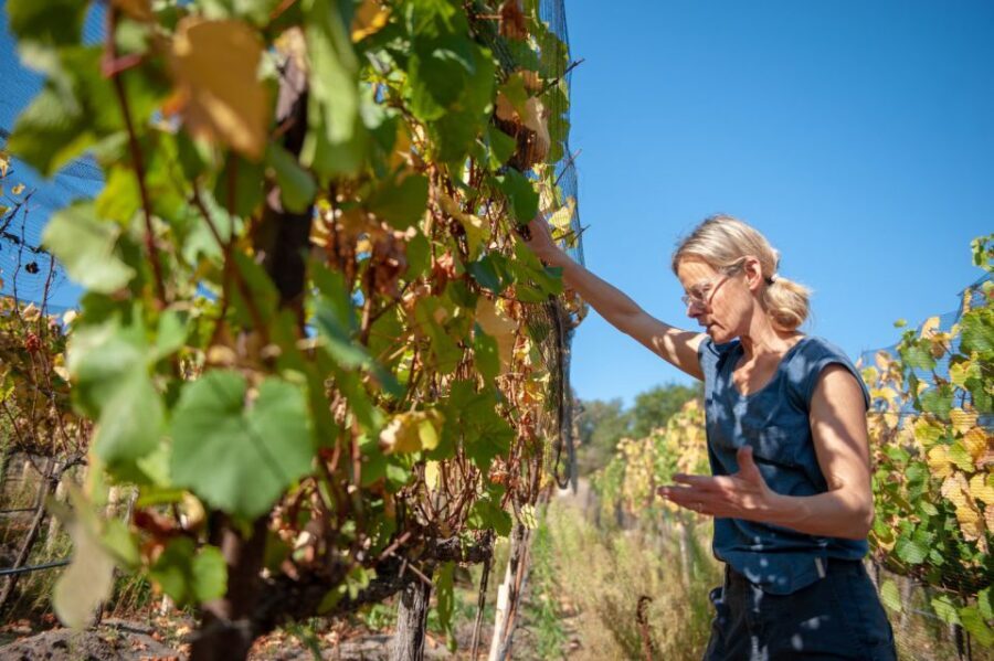Crete Private Tour: The Secrets of Wine, Olives & Honey - Quick hits you’ll actually use