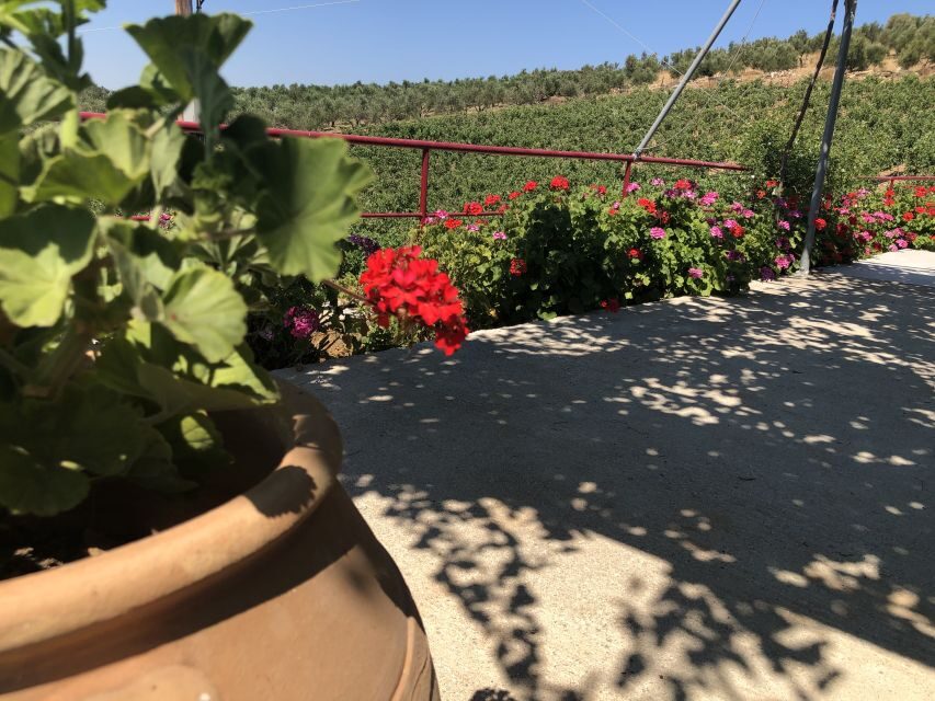 Crete Private Tour: The Secrets of Wine, Olives & Honey - Klados Winery: personalized grape education and wine tasting