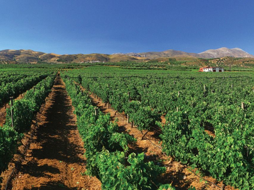 Crete Private Tour: The Secrets of Wine, Olives & Honey - Melidoni tavern lunch: traditional platters and real Cretan hospitality