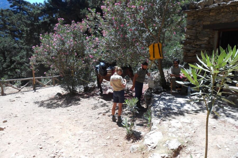 Crete: Samaria Gorge Hiking with transfer and expert Escort - Entering Europe’s Longest Gorge: 18 Kilometers of Narrow Walls