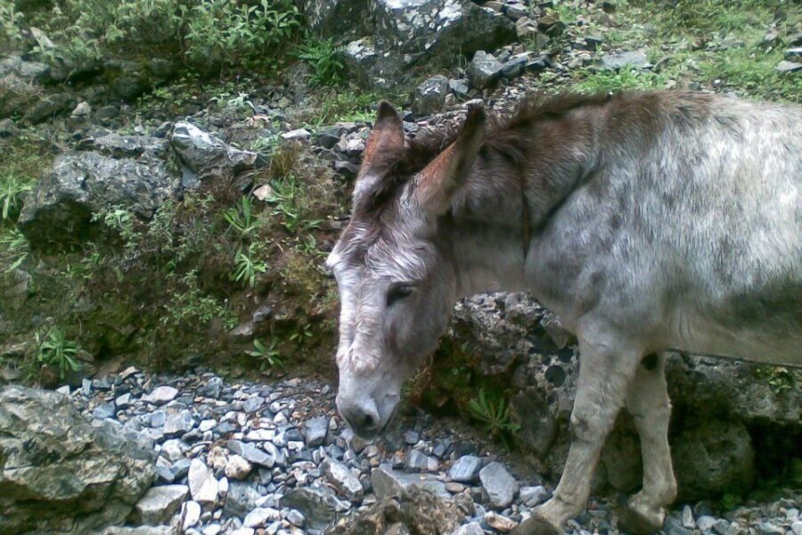 Crete: Samaria Gorge Hiking with transfer and expert Escort - Agia Roumeli Midday: Tavern Time and a Real Libyan Sea Swim