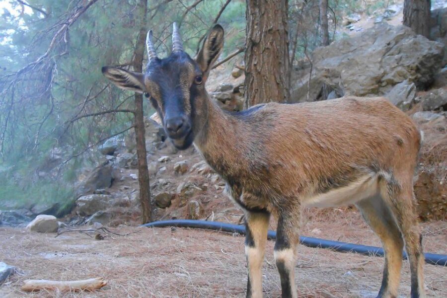 Crete: Samaria Gorge Hiking with transfer and expert Escort - Price, Extra Fees, and the Real Math for Your Wallet