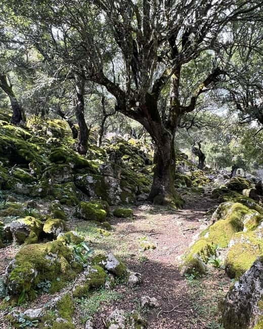 Crete: Sarakina Gorge, Forests, and South Coast Safari - Sarakina Gorge: Waterfalls, Rope Helps, and Real Footwork