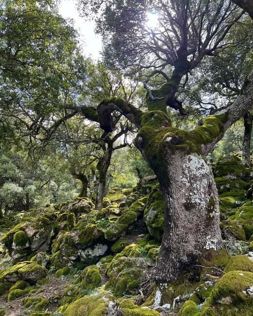 Crete: Sarakina Gorge, Forests, and South Coast Safari - Taverna Lunch in the Mountains: Local Food, Mountain Spring Water