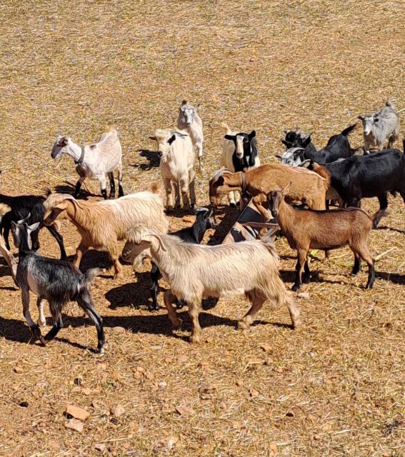 Crete: Shepherd’s Life & Psiloritis Mountain Tour with Meal - From Crete’s coast to the high country