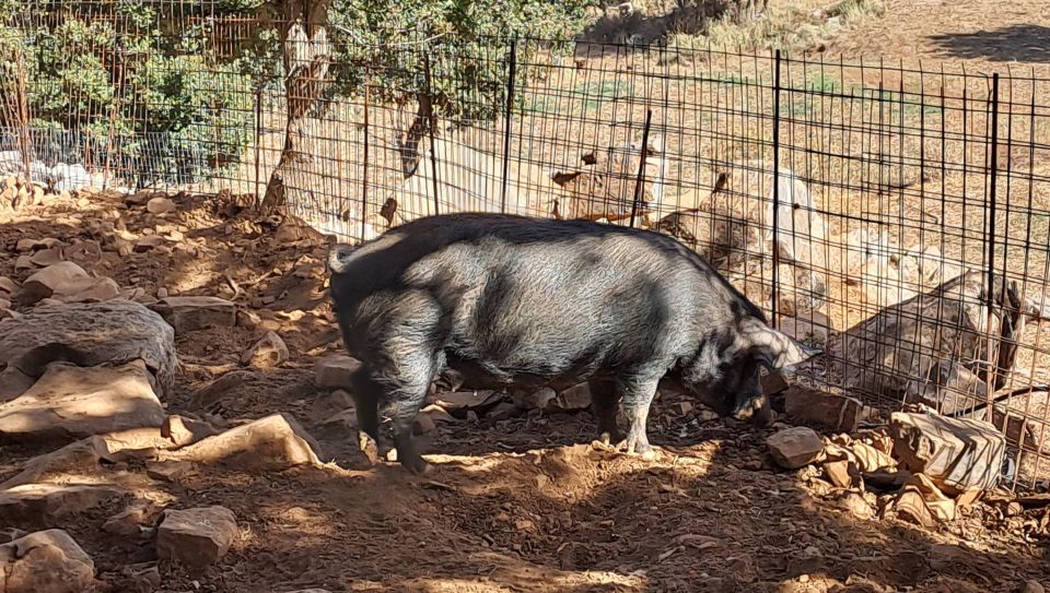 Crete: Shepherd’s Life & Psiloritis Mountain Tour with Meal - What is included for $124