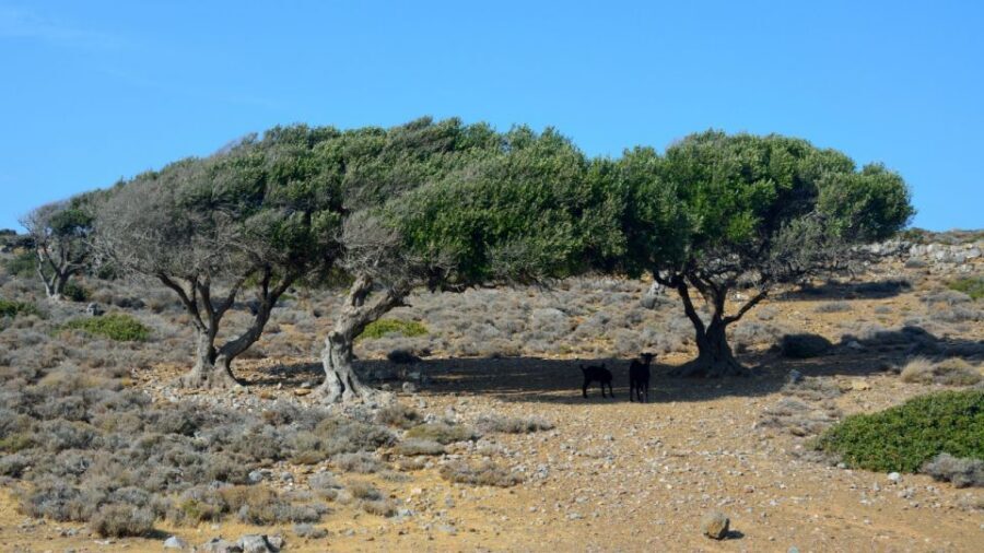 Crete: Vai Palm Forest, Itanos & Erimoupoli Beach, Road Trip - A Northeast Crete day trip that actually mixes beach and time ashore