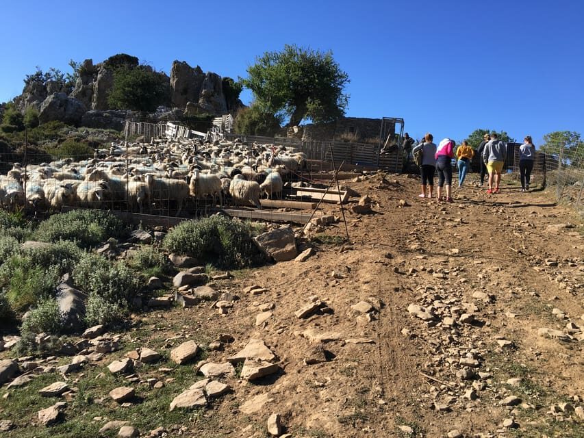 Crete: White Mountains Preserve Day Tour - Cost and Value: Is $100 a Good Deal?