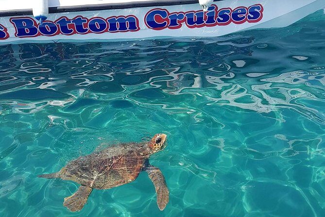 Cruise to turtle's island and caves with a glass bottom boat - Quick hits before you go