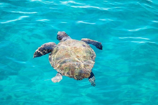 Cruise to turtle's island and caves with a glass bottom boat - Stop 2: Marathonisi (Turtle Island) snorkeling and that hour of freedom