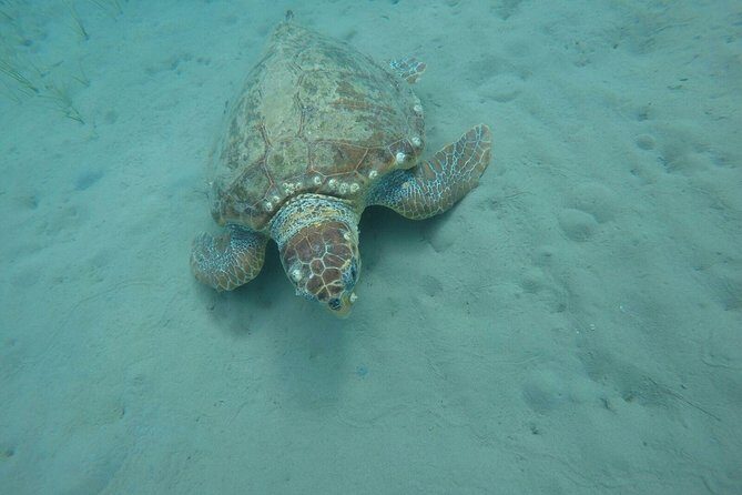 Cruise to turtle's island and caves with a glass bottom boat - Price and value: is $301.20 per person reasonable?