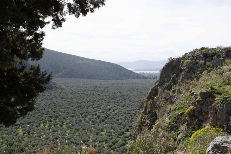 Delphi: Easy Hike on Ancient Path through the Olive Groves - From Delphi’s V Hotel to the old path