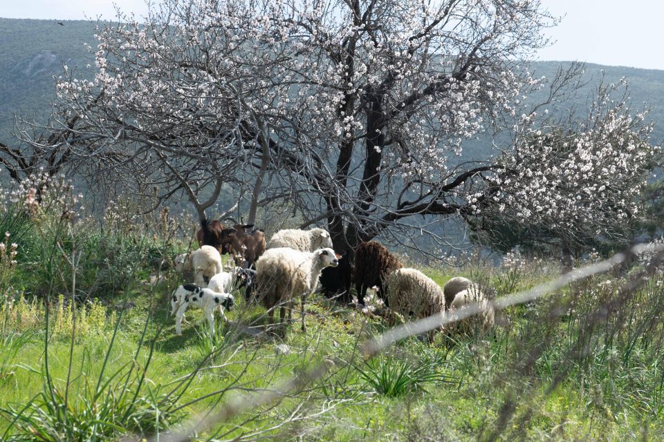 Delphi: Easy Hike on Ancient Path through the Olive Groves - What the $35 price buys you