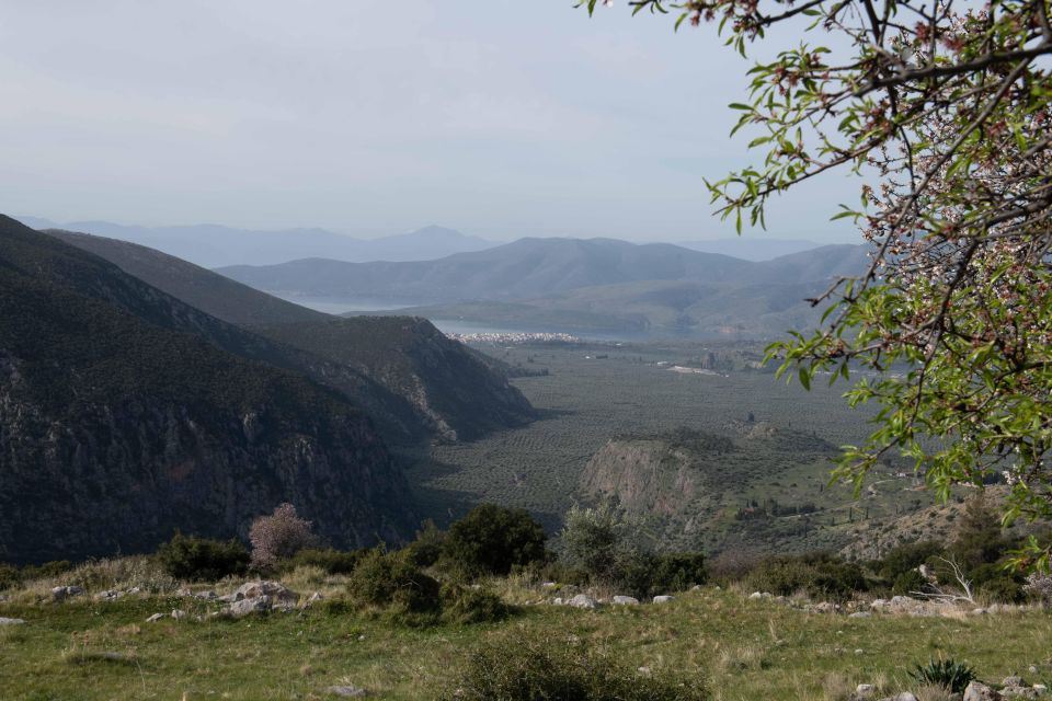 Delphi: Easy Hike on Ancient Path through the Olive Groves - Timing your walk in a Delphi visit