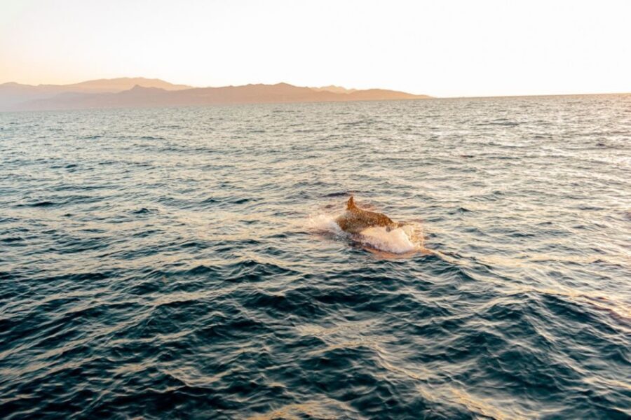 Dia Island: Semi-Private Full Day Sailing Trip with meal - Included extras that make the day easier (and more fun)