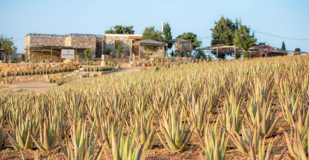 Discover Aloe: A Farm Walk & Workshop - A farm visit with Aloe Vera at the center