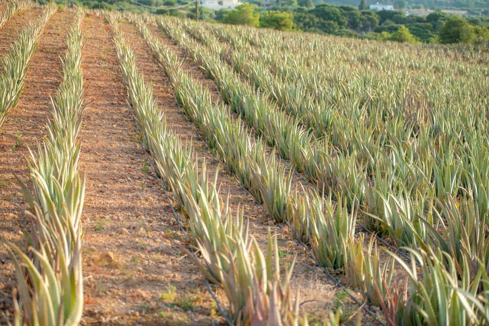 Discover Aloe: A Farm Walk & Workshop - The farm walk: useful, but keep your expectations modest