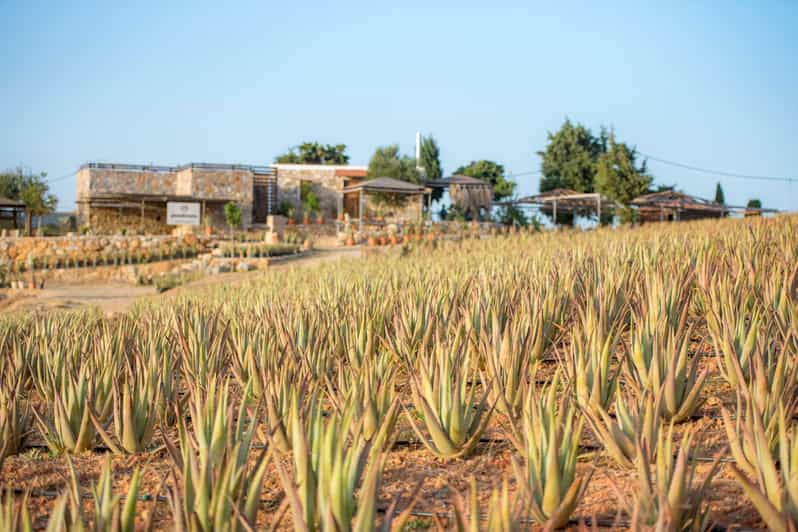 Discover Aloe: A Farm Walk & Workshop - What happens during the 90-minute visit