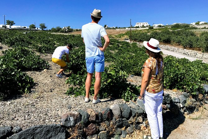 Discover Local Santorini Wine & Tasting - Is $177.44 a fair price?