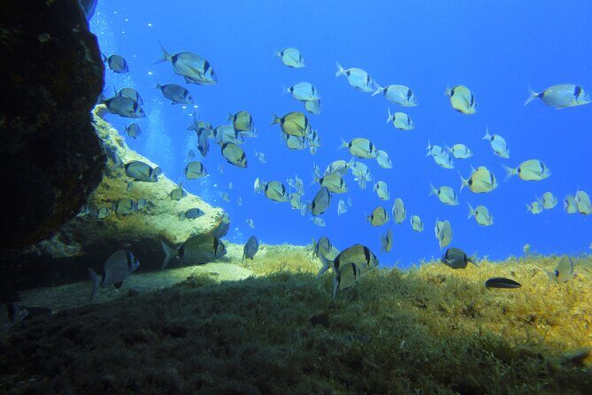 Discover Scuba Diving Adventure in Mykonos - What you’ll actually see underwater (and what to expect)