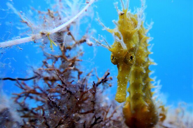Discover Scuba Diving Adventure in Mykonos - The optional second outing by boat (when you succeed)