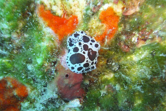 Discover Scuba Diving Adventure in Mykonos - Who this is best for