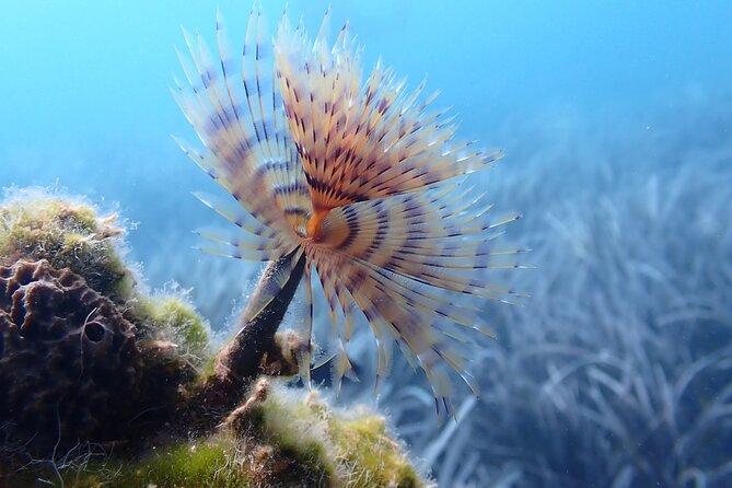 Discover Scuba Diving in Santorini - Small Groups and Instructor Attention