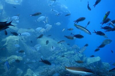 Discover Scuba Diving in Santorini - Why the $118.58 Price Can Make Sense