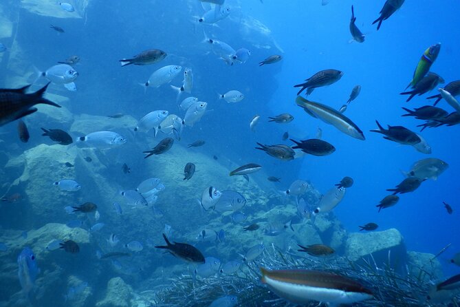 Discover Scuba Diving in Santorini - Why the $118.58 Price Can Make Sense