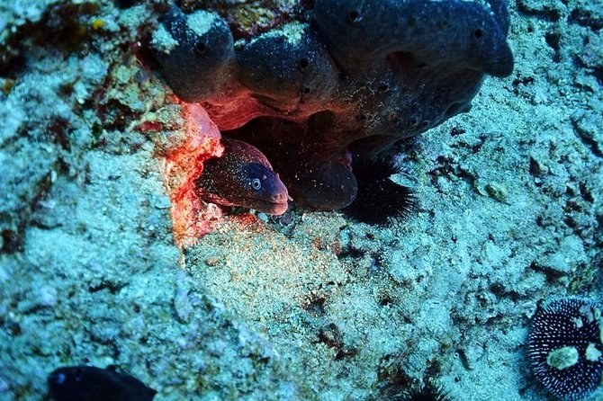 Discover Scuba Diving Private Fun Activity in Athens - Getting comfortable with the equipment