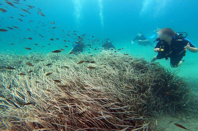 Discover Small Group Scuba Diving Experience in Nea Makri, Athens - The 4-Hour Flow: Theory, Shallow Water Practice, Then an Underwater Session