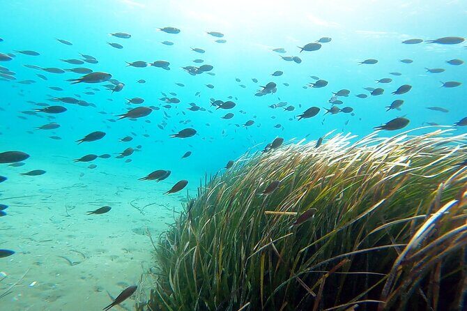 Discover Small Group Scuba Diving Experience in Nea Makri, Athens - Who This Experience Fits Best (and Who Might Want Another Option)