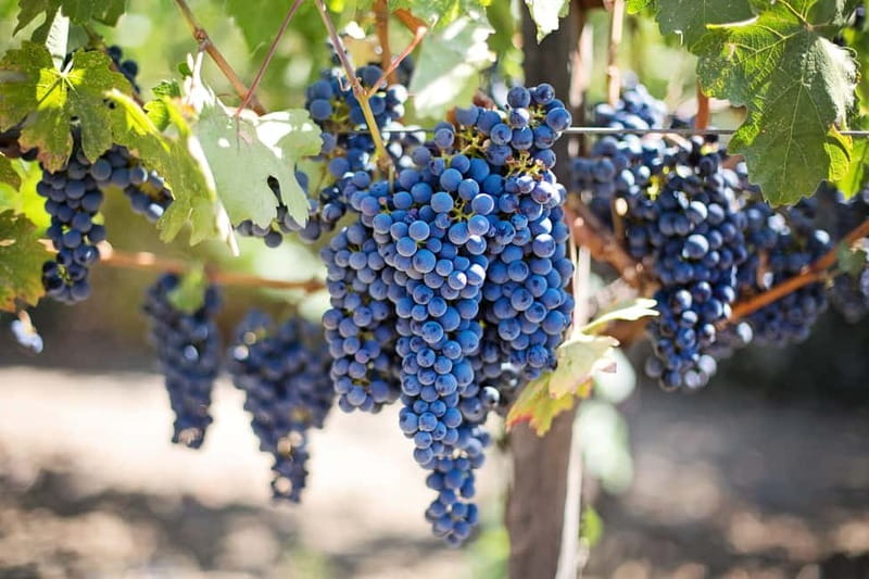 Discover Taste of Crete: Guided Winery Tour and Tastings - Lyrarakis Winery: a broader view of Crete’s wine scene
