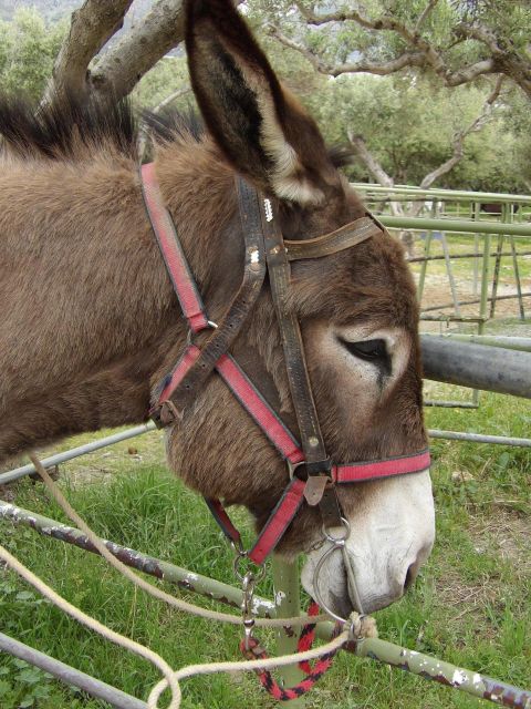 Donkey Riding - Coastline Ride - Key points to know before you ride