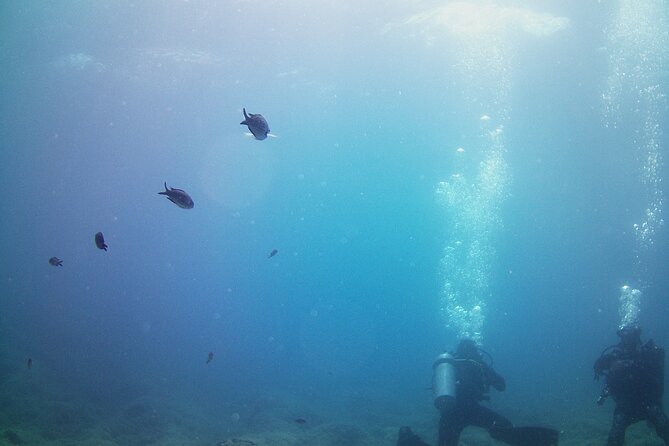 Double Shore Dive (certified divers) - Two coastal sites instead of one crowded stop