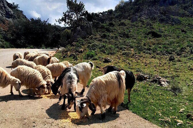 Eat & Crete Food Tour [non-touristy] Chania Villages - The main Cretan meal in Chania Prefecture