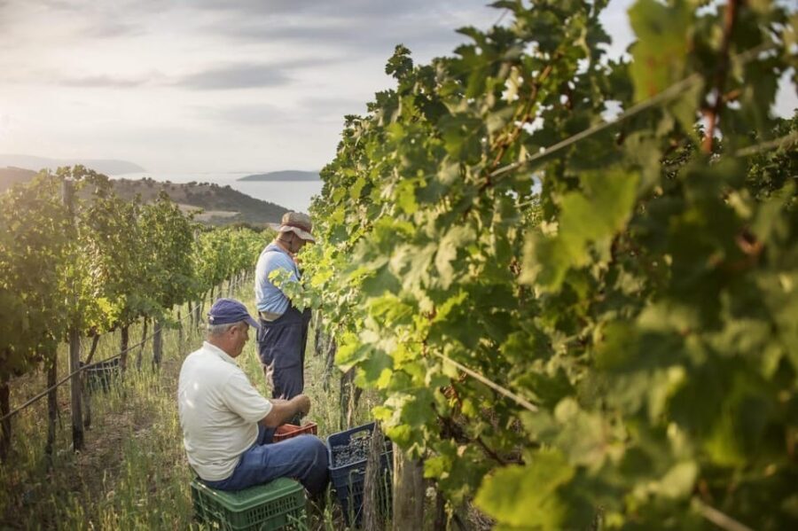 Evening of Wine and Scenic Views in Skiathos - Key things you’ll notice right away