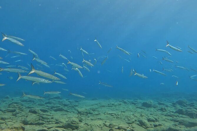 Experience Scuba Diving in Heraklion Crete - Price and Real Value: Is $119.47 a Good Deal?