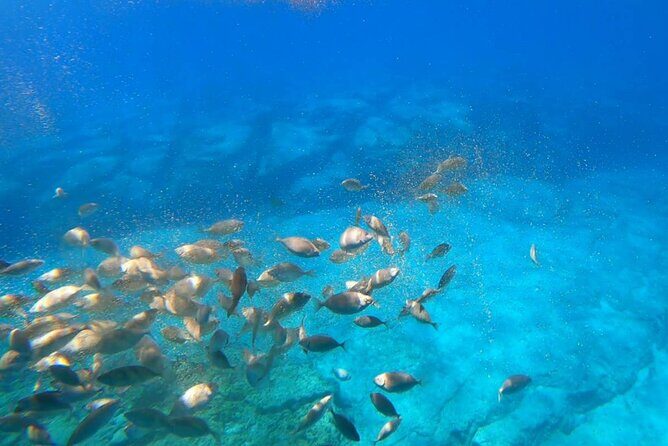 Explore Lindos Aboard the Hippo Submarine - Glass-bottom views: your best chance to see fish without gear